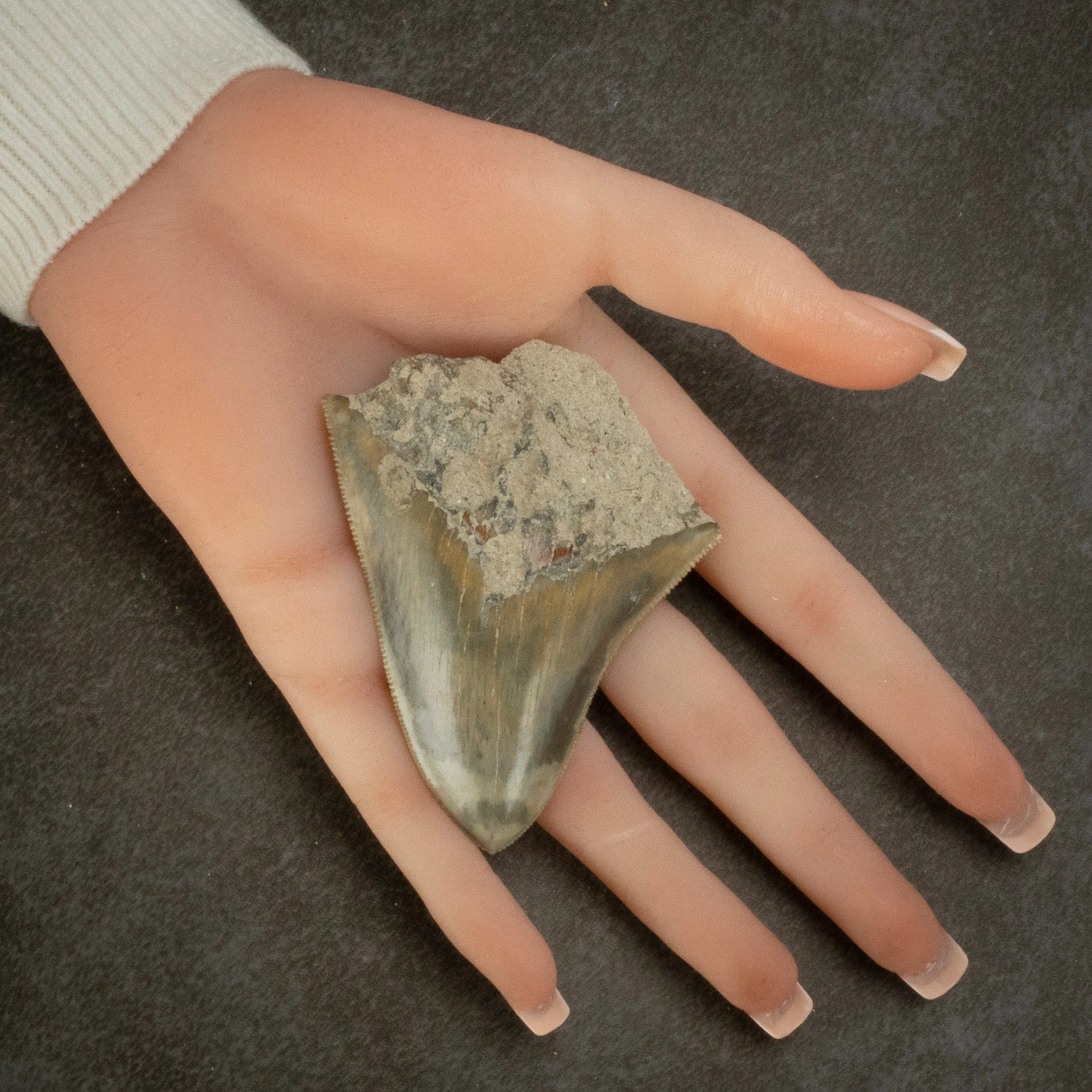 Natural Megalodon Tooth from Indonesia - 3