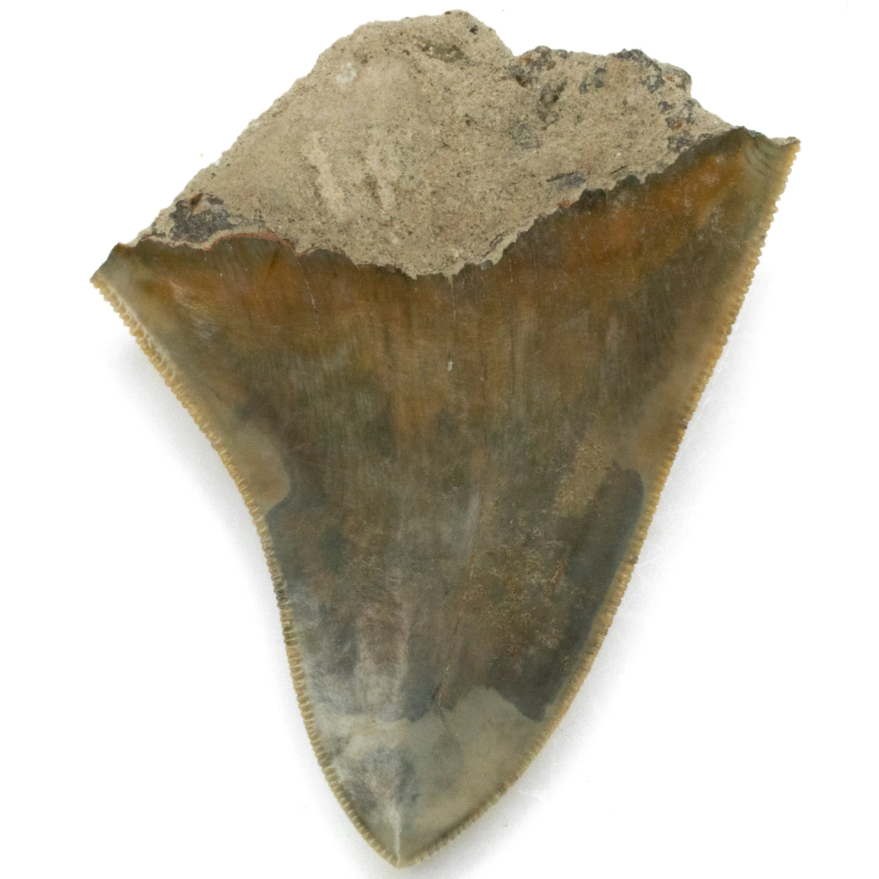 Natural Megalodon Tooth from Indonesia - 3