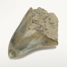 Natural Megalodon Tooth from Indonesia - 3