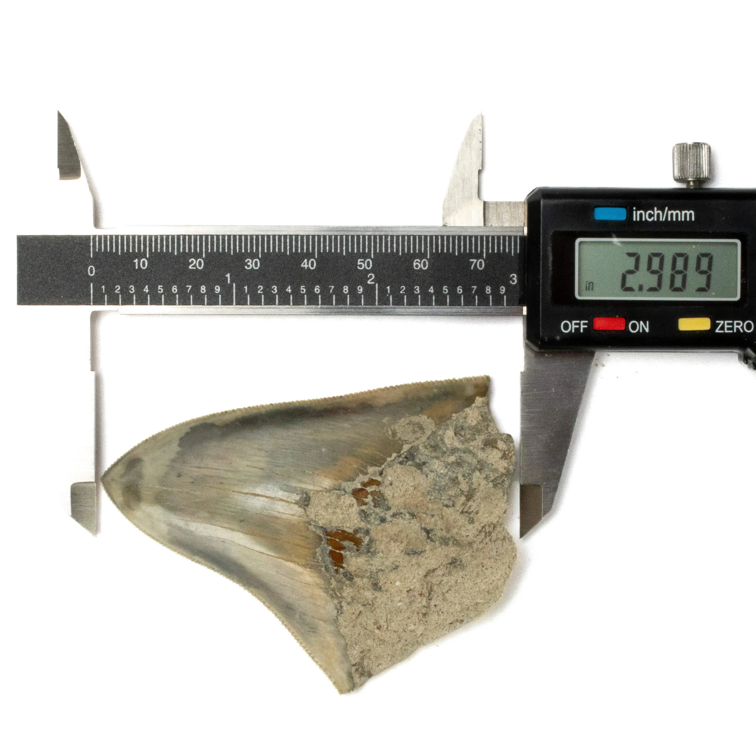 Natural Megalodon Tooth from Indonesia - 3