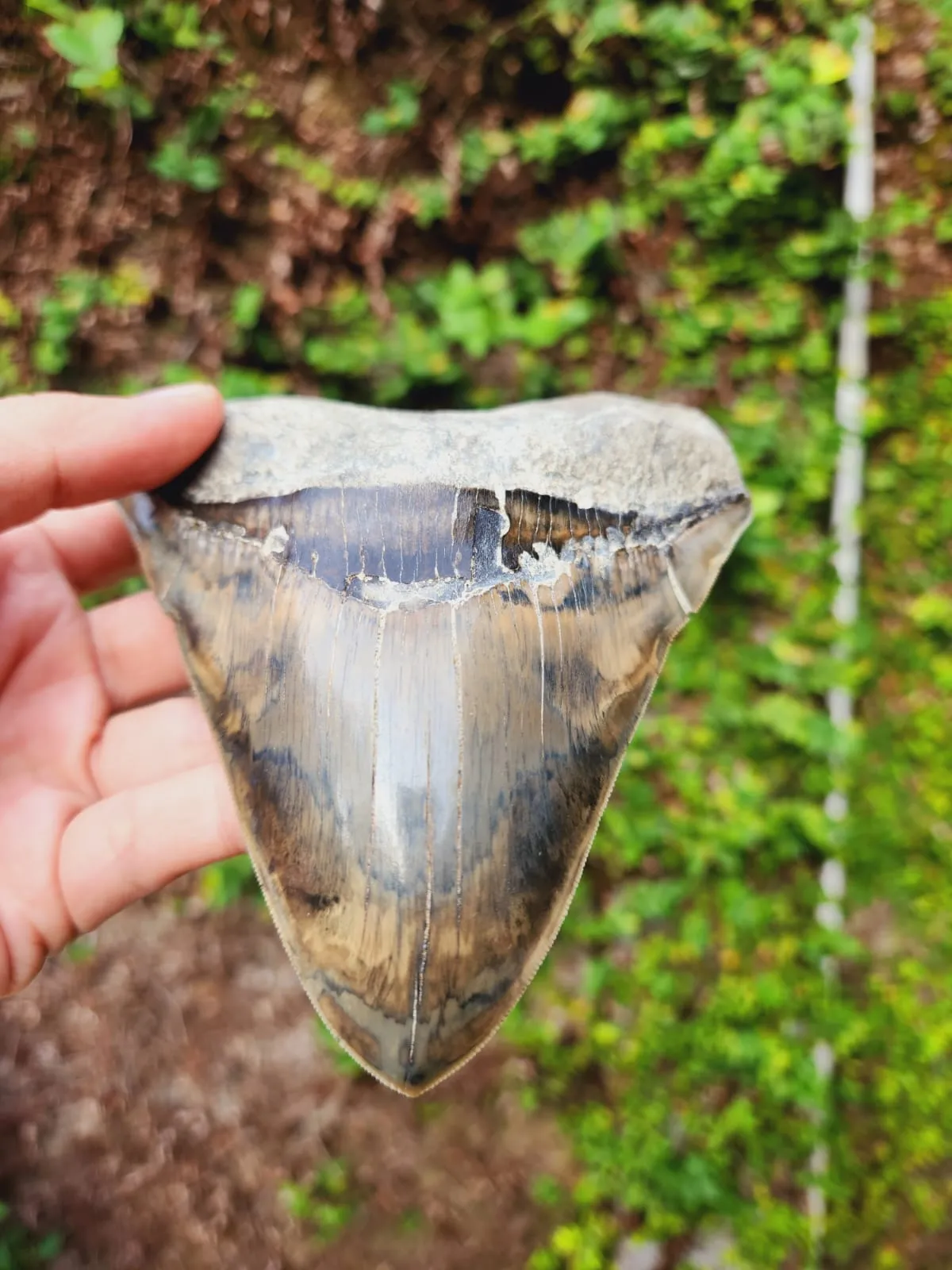 Natural Megalodon Tooth from Indonesia - 5.3