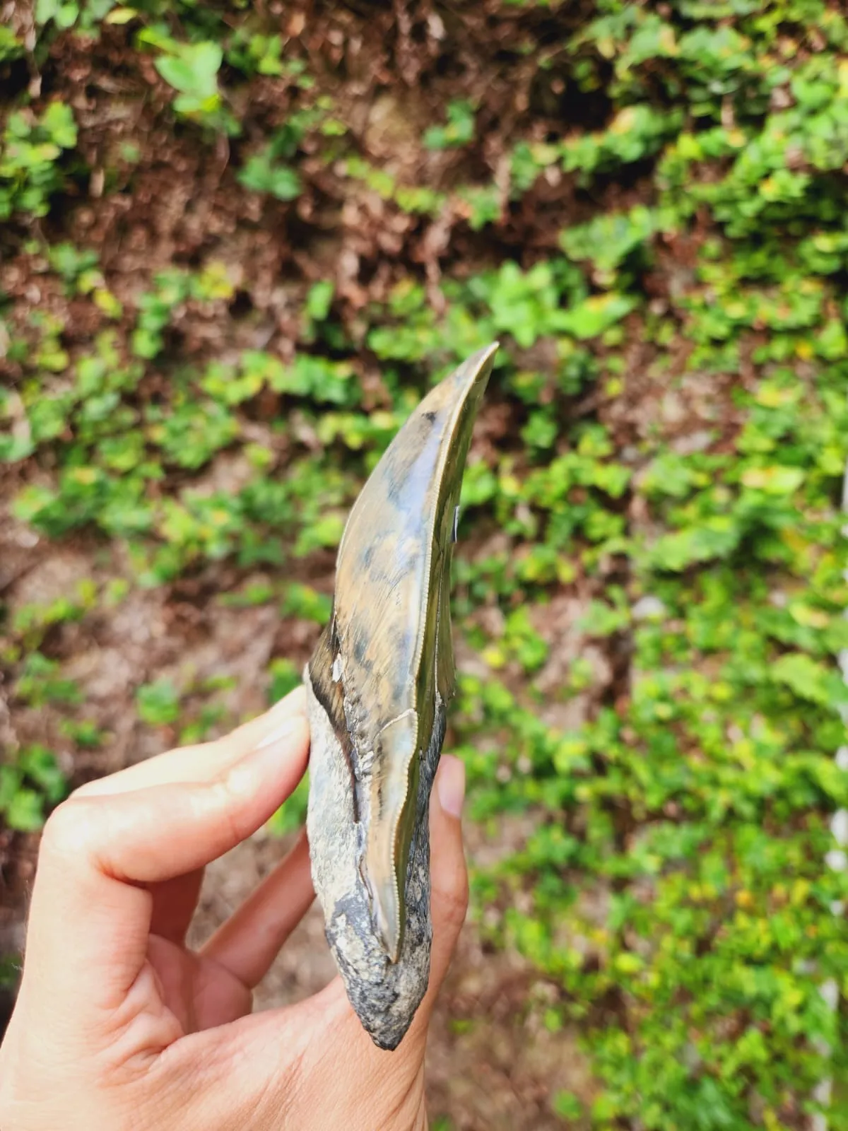 Natural Megalodon Tooth from Indonesia - 5.3