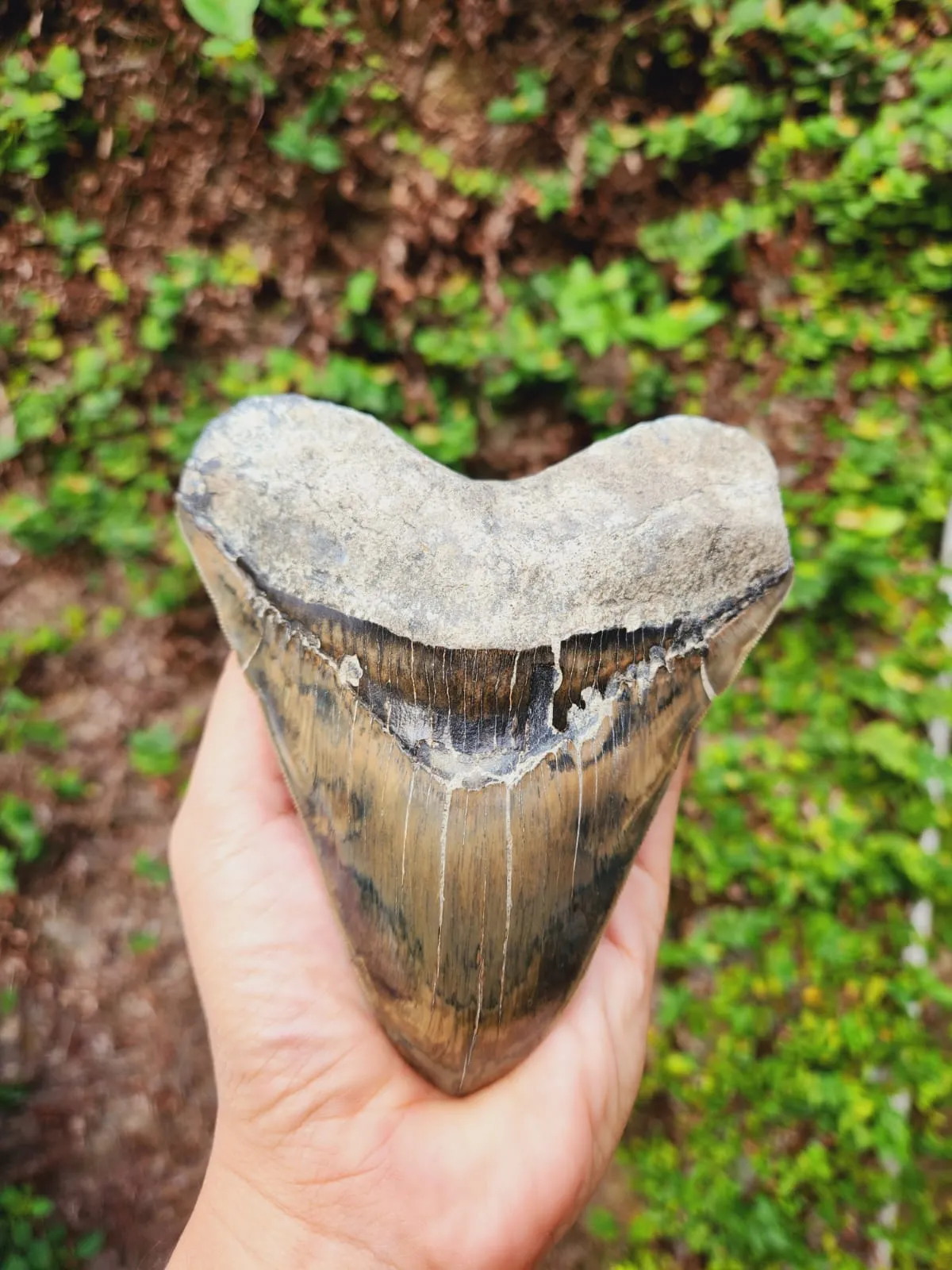 Natural Megalodon Tooth from Indonesia - 5.3