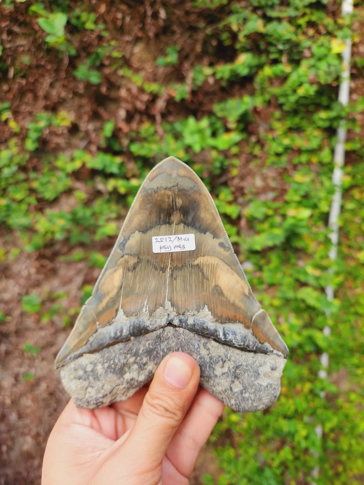 Natural Megalodon Tooth from Indonesia - 5.3