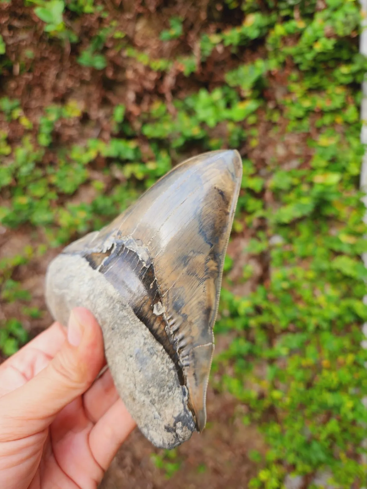 Natural Megalodon Tooth from Indonesia - 5.3