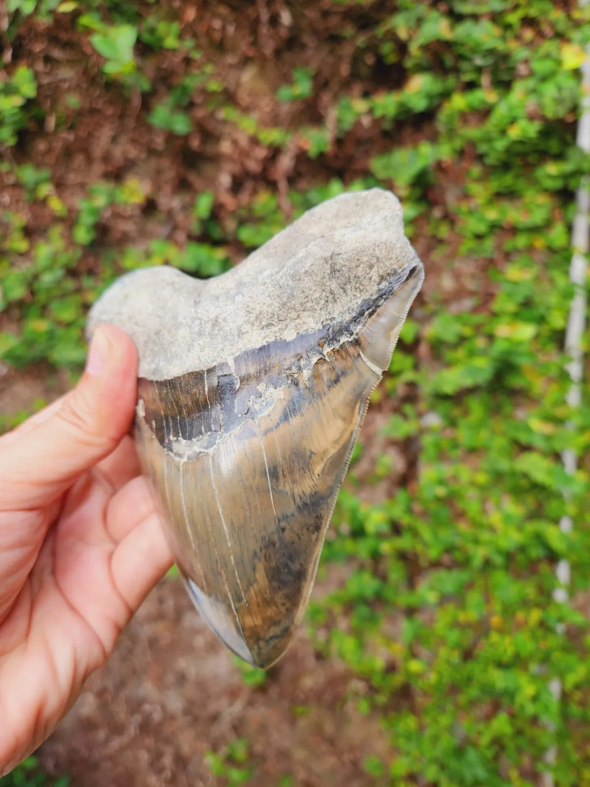 Natural Megalodon Tooth from Indonesia - 5.3