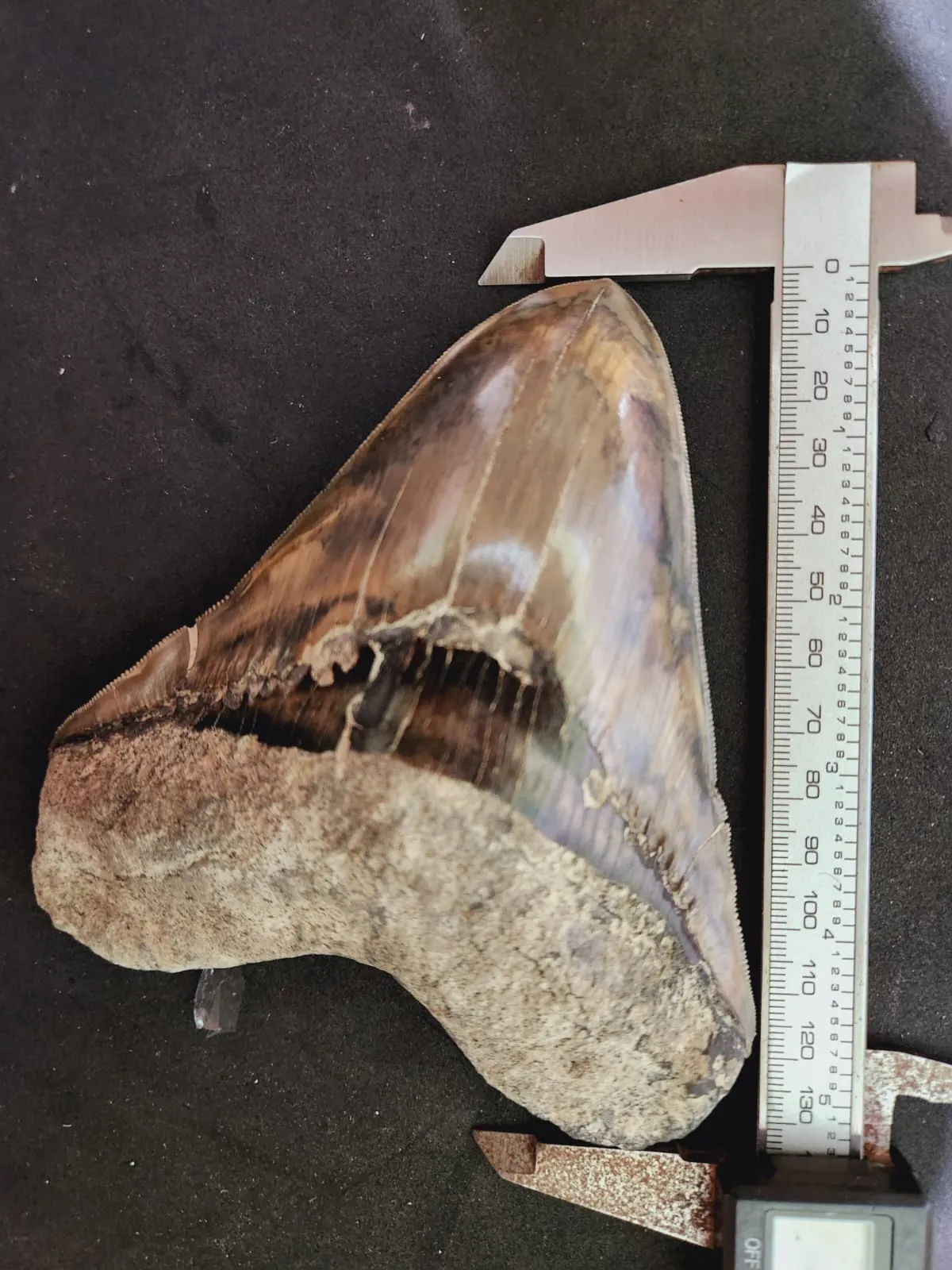 Natural Megalodon Tooth from Indonesia - 5.3