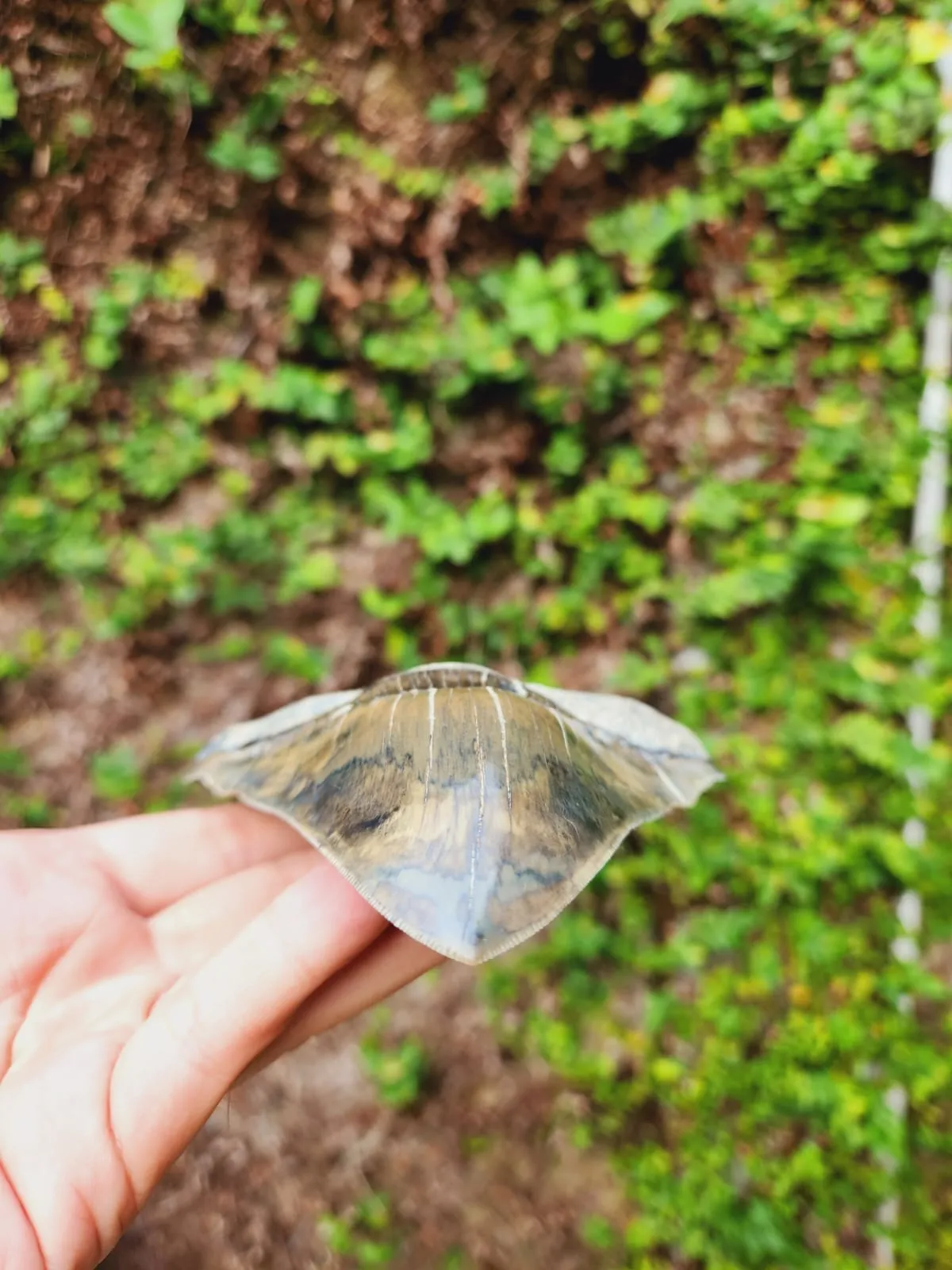 Natural Megalodon Tooth from Indonesia - 5.3