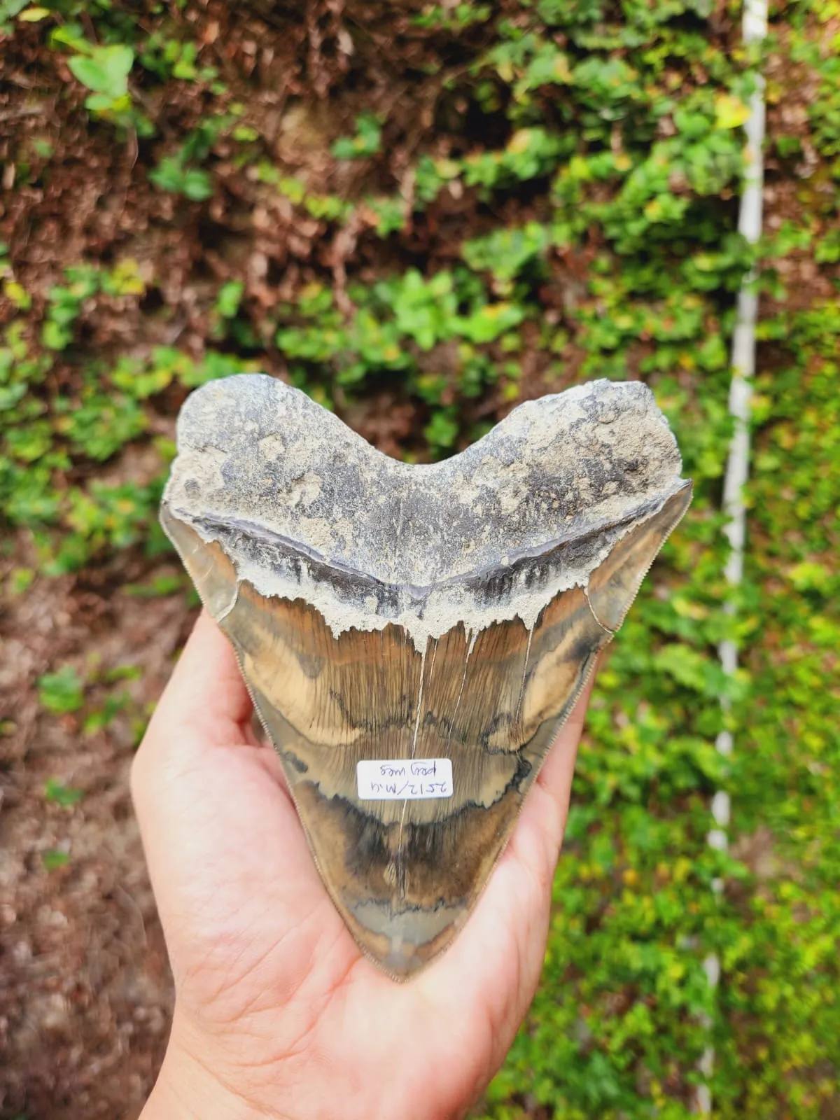 Natural Megalodon Tooth from Indonesia - 5.3